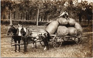 Farmer With Exaggerated Potatoes Horses Wagon Wh Martin Real Photo Postcard G29