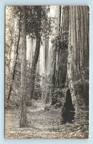 Pre 1920 California Redwood Park Rppc - Robinson & Crandall Photo Of Palo Alto