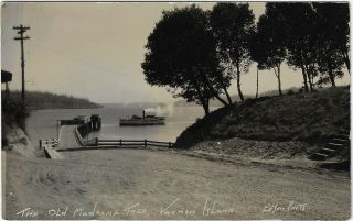 Old Madrina Tree Vashon Island Washington Rppc Edison Photo Vintage Postcard