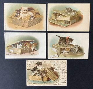 Helena Maguire Cat Postcards (5) Cats With Wood Crates - Various A.  M.  B.  Series