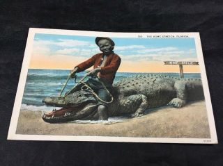 Vintage Black Americana History Florida Alligator Color Postcard Unposted