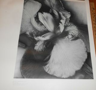 1980 Vintage Poster Man Ray Photograph St Louis Art Museum 2
