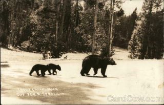 1937 Rppc Trout Creek,  Mi Black Bear With Two Cubs,  Out For A Stroll Bears Vintage