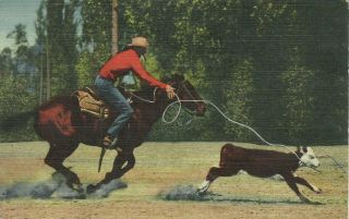 Calf Roping In The Southwest Cowboy Western Rodeo Linen Albuquerque Postcard