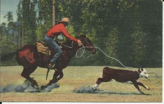 Calf Roping in the Southwest Cowboy Western Rodeo Linen Albuquerque Postcard 2