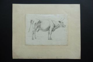 Dutch School 17thc - Study Of A Cow Attr.  Van De Velde - Ink Drawing