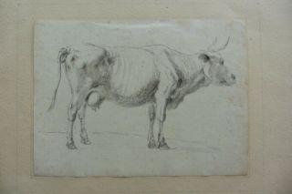 DUTCH SCHOOL 17thC - STUDY OF A COW ATTR.  VAN DE VELDE - INK DRAWING 2