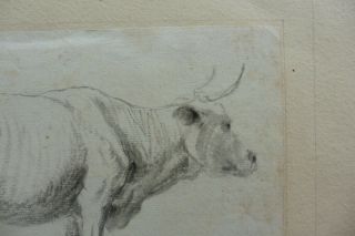 DUTCH SCHOOL 17thC - STUDY OF A COW ATTR.  VAN DE VELDE - INK DRAWING 3