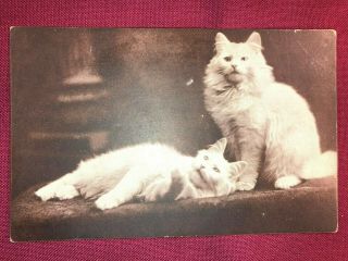 Real Photo Postcard Cat Kittens Rppc Sheahan Boston