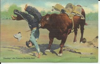 Sharkey the Famous Bucking Bull Doubleday Cowboy Western Rodeo Linen Postcard 2