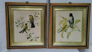 Very Rare 1940 " S Vintage Rudolf Freund Framed Wildlife Birds - Pair