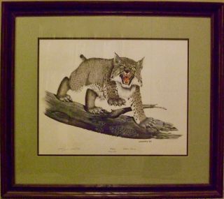 Gene Gray - Kentucky Wildcat - 1969 - Signed And Numbered 655/1000 - Framed