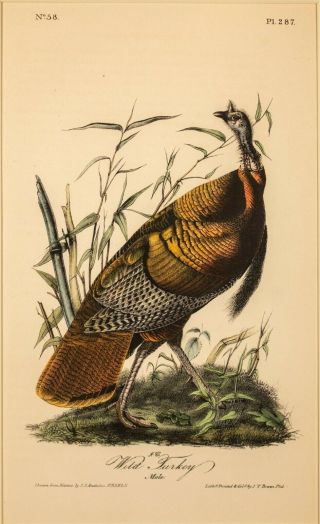 Audubon 1st Ed.  Octavo Pl.  287 Wild Turkey (male)