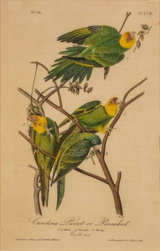 Audubon 1st Ed.  Octavo Pl.  278 Carolina Parrot Or Parakeet