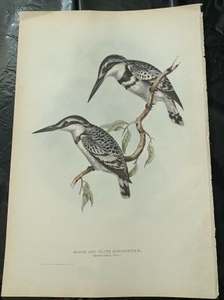 John Gould Black And White Kingfisher Birds Of Europe.  Lithograph 1832 - 37