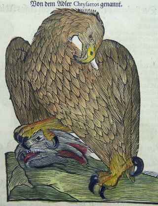 1669 Eagles - Conrad Gesner Folio With 4 Woodcuts Handcolored