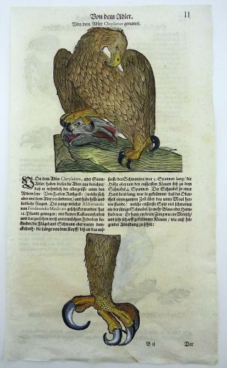 1669 EAGLES - Conrad GESNER FOLIO with 4 WOODCUTS handcolored 2