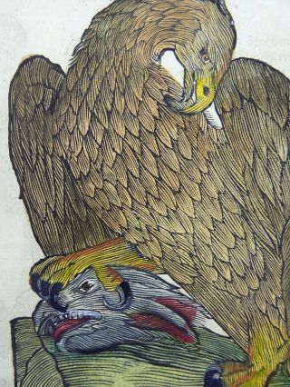 1669 EAGLES - Conrad GESNER FOLIO with 4 WOODCUTS handcolored 3