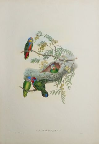 John Gould,  Hand Colored Lithograph,  Birds Of Guinea