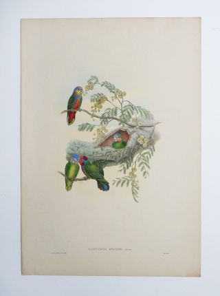 John Gould,  Hand Colored Lithograph,  Birds of Guinea 2