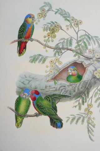John Gould,  Hand Colored Lithograph,  Birds of Guinea 3