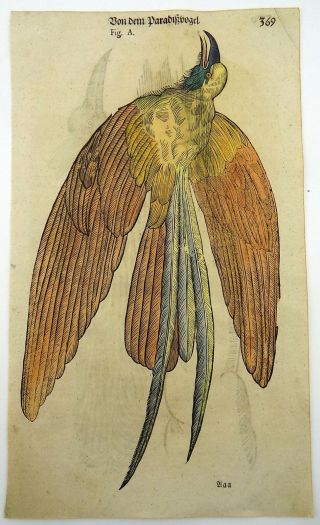 1669 Birds Of Paradise - Conrad Gesner Folio With 2 Woodcuts Hand Coloured