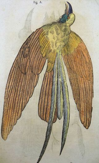 1669 BIRDS OF PARADISE - Conrad GESNER FOLIO with 2 WOODCUTS hand coloured 2