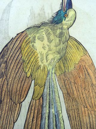 1669 BIRDS OF PARADISE - Conrad GESNER FOLIO with 2 WOODCUTS hand coloured 3