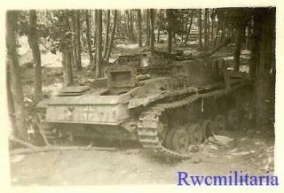 RARE US Soldier View KO ' d German Sturmgeschütz Panzer Tank in Woods 2