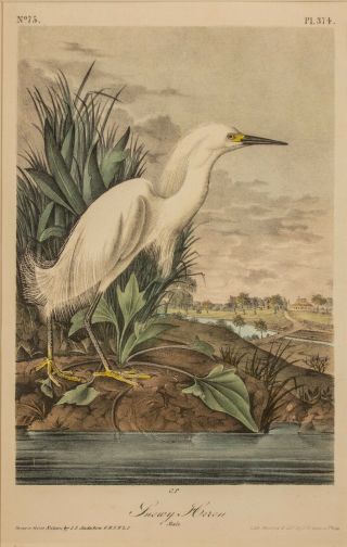Audubon 1st Ed.  Octavo Pl.  374 Snowy Heron