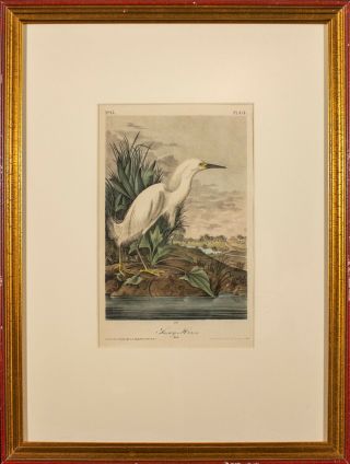 Audubon 1st Ed.  Octavo Pl.  374 Snowy Heron 2