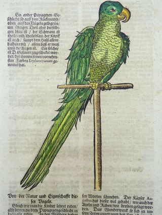 1669 Parrot - Conrad Gesner Folio 2 Woodcuts Handcolored