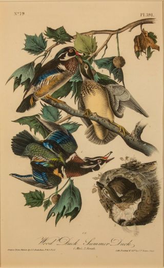 Audubon 1st Ed.  Octavo Pl.  391 Wood Duck / Summer Duck