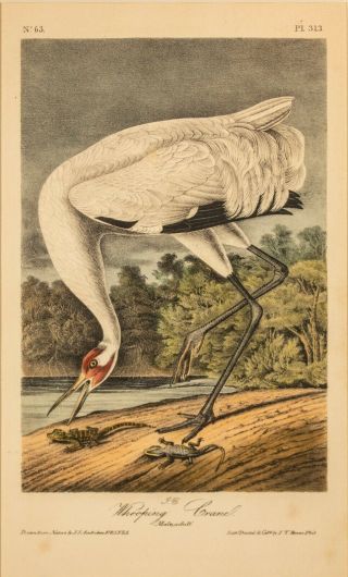 Audubon 1st Ed.  Octavo Pl.  313 Whooping Crane