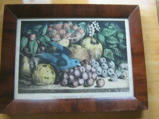 Currier & Ives Framed Lithograph - Fruits Summer Varieties - 152 Nassau St