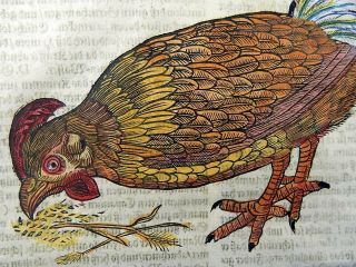 1669 Chicken Poultry - Conrad Gesner Folio - Woodcut Handcolored