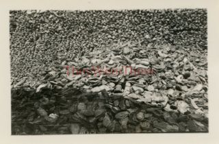 Wwii Photo - 696th Engineers Pdc - Shoe Sole Pile At Dachau Concentration Camp