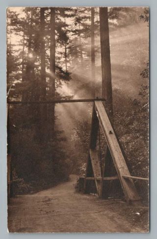 " Redwoods Sunrise " La Honda California Bridge Rppc San Mateo County Photo 1910s