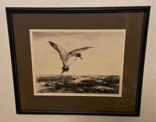 Roland Clark Pencil Signed Sporting Art Etching - Pintail Drake,  1928