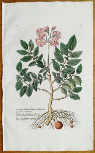 Knorr Rei Herbariae Large Colored Engraving Potato Solanum - 1789