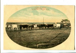 Wa A Bullock Team In The Back Blocks C.  1907