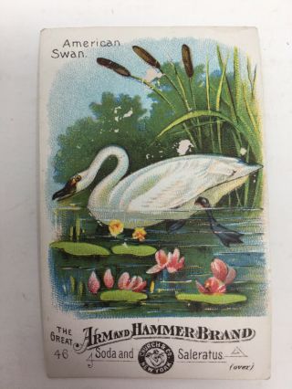 Arm Hammer Scarce Birds Of America 46 Victorian Trade Card American Swan