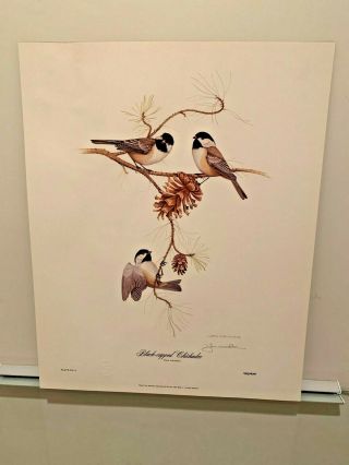 Wildlife Art Print Jim Oliver Signed Lithograph 459/750 Black - Capped Chickadee