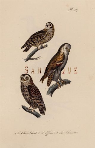 " Ouvres Complete De Buffon " Hand - Colored Litho By Travies - 1837 - Owls