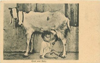 Artist Lai Chad Sons Child Suckling Goat Delhi India C - 1910 Postcard 20 - 5270