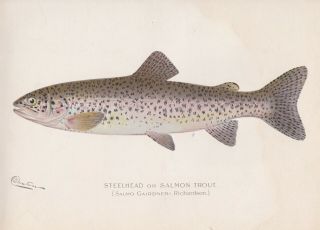 Antique Fish Print: Steelhead Salmon Or Trout By Sherman F.  Denton 1902