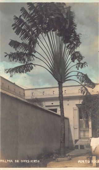 Puerto Rico Rare Hand - Tinted Real Photo 1920’s Palma De Desierto Travelers Palm