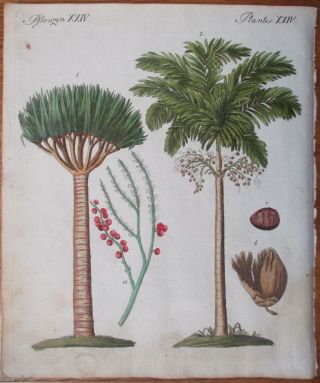 Bertuch Colored Print Palm Areca Dragon´s Blood Tree - 1790