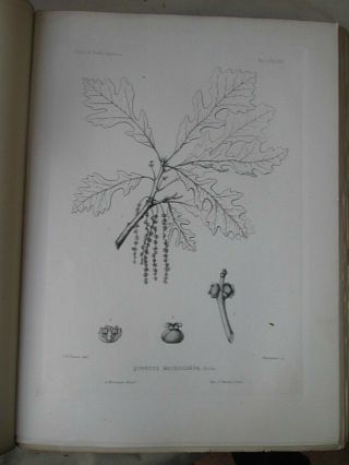 Vintage Print,  Plate 371,  Bur Oak,  1st Ed,  C1900,  Silva,  Trees