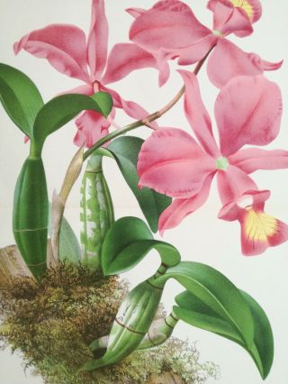 Linden Illustration Horticole Large Colored Print Orchid Cattleya Nobilor - 1883
